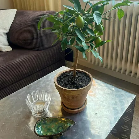 Top-floor Flat With Views Over And Ostmarka Oslo
